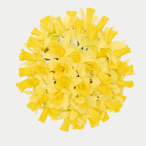 M&S Large Bunch Daffodils thumbnail 3