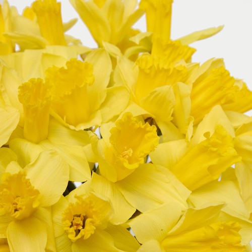 M&S Large Bunch Daffodils thumbnail 4