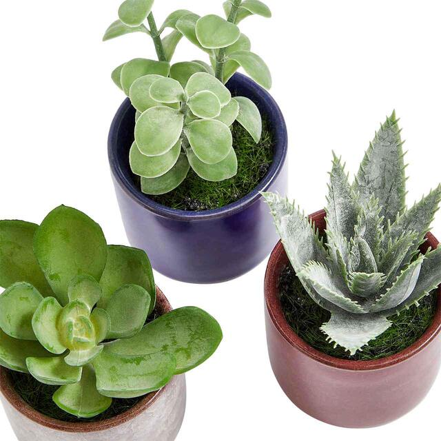 M&S Artificial Mini Succulents in Pots, One Size, Green thumbnail 3