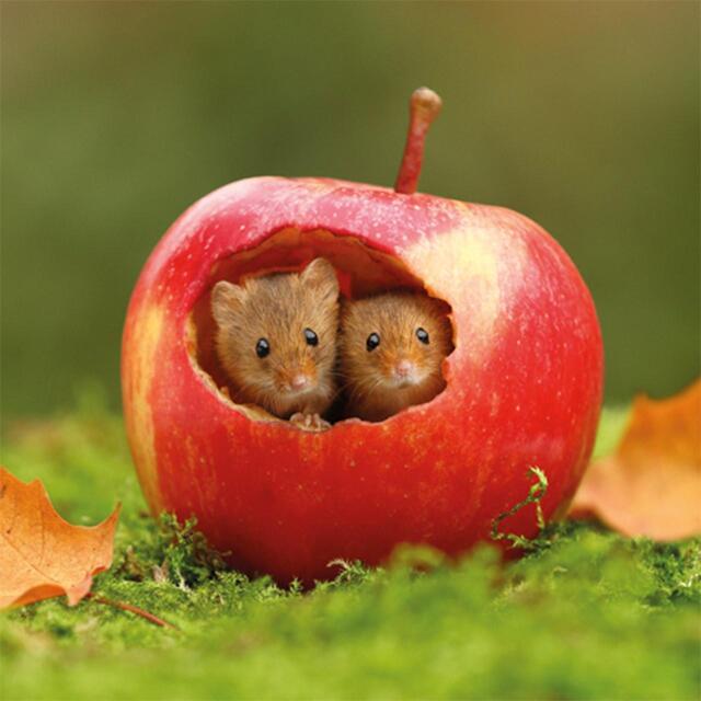 Natures Tales Harvest Mice Card