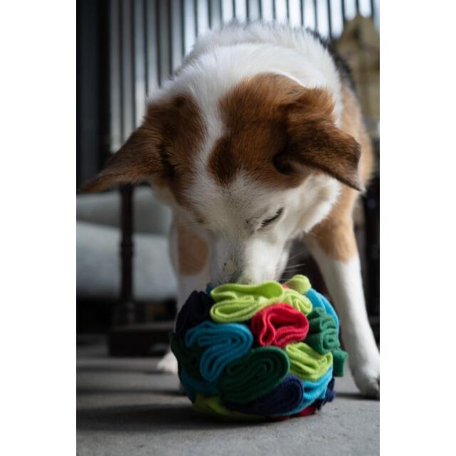 Petface Fabric Snuffle Ball Puzzle thumbnail 3