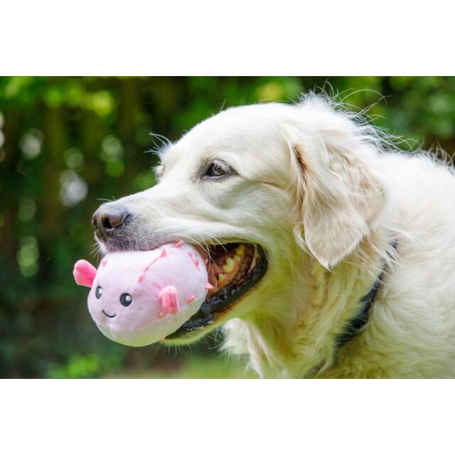 Petface Planet Pippa Puffer Fish Plush Dog Toy thumbnail 3