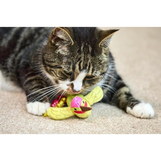 Petface Planet Harper Hummingbird Dog Toy thumbnail 2