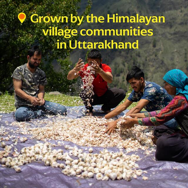 Diaspora Co. Pahadi Pink Garlic thumbnail 4