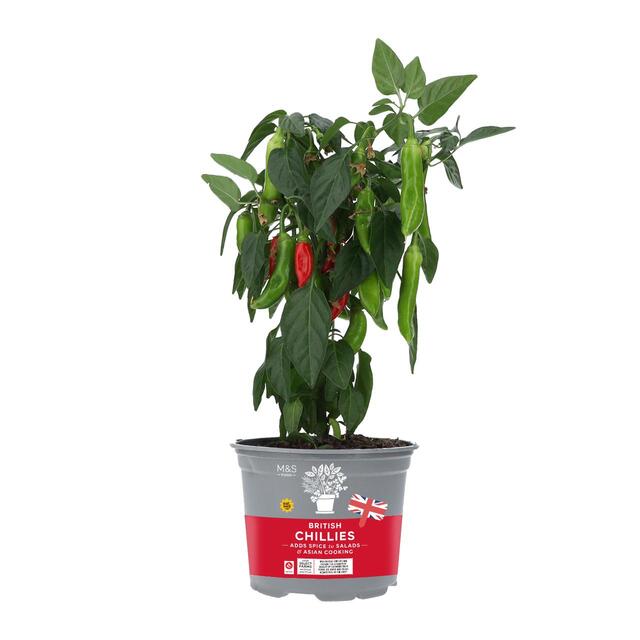 M&S Potted Chillies thumbnail 2