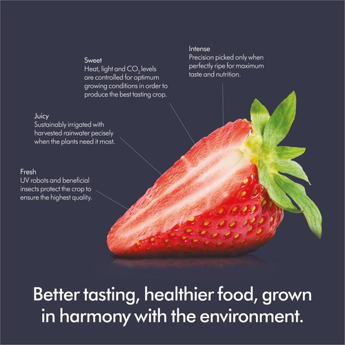 Dyson Farming British Strawberries thumbnail 3