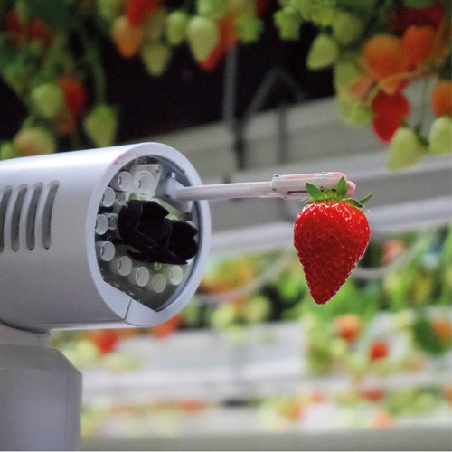 Dyson Farming British Strawberries thumbnail 4