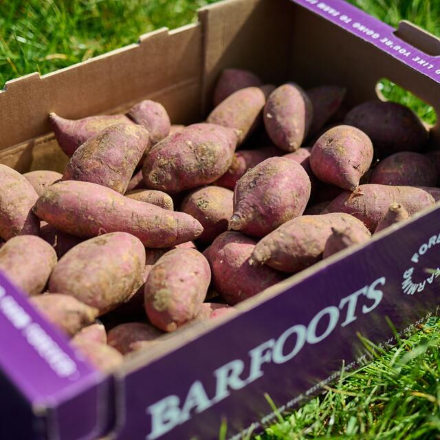 Barfoots Farming Forever White Flesh Sweet Potatoes thumbnail 3