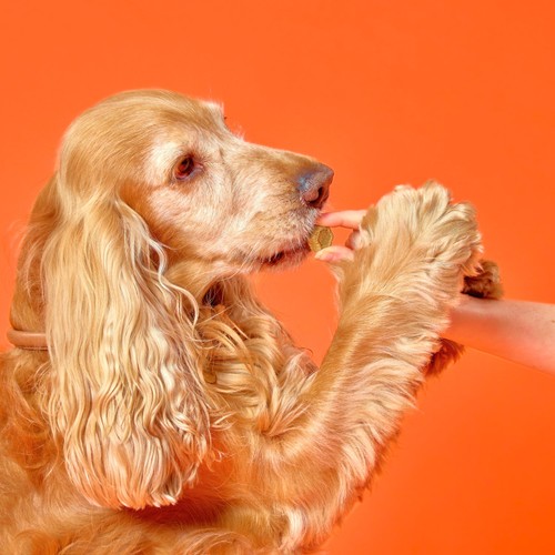 Marleybones Joint Supplement Chew thumbnail 7