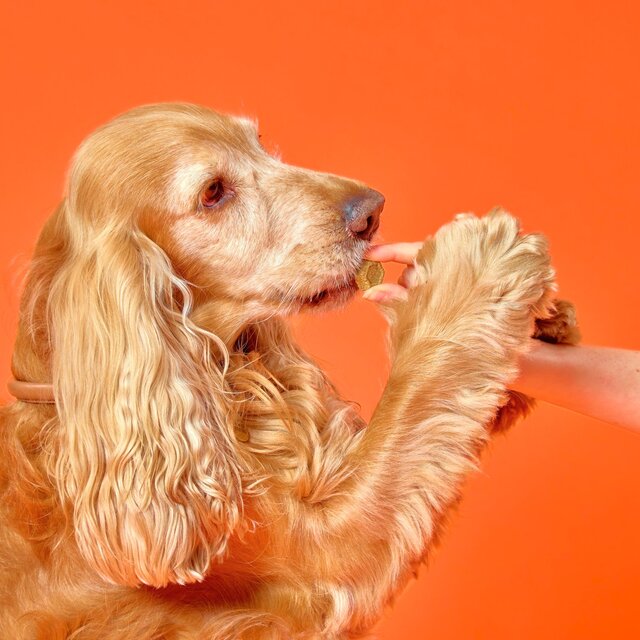 Marleybones Joint Supplement Chew thumbnail 7