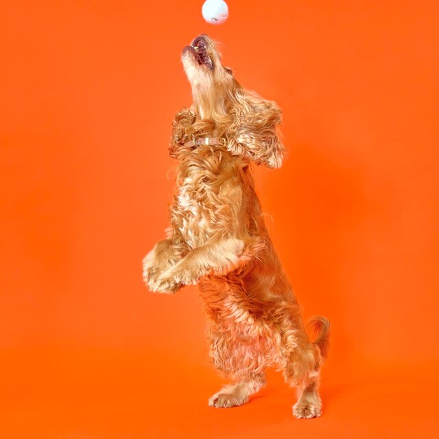 Marleybones Joint Supplement Chew thumbnail 9