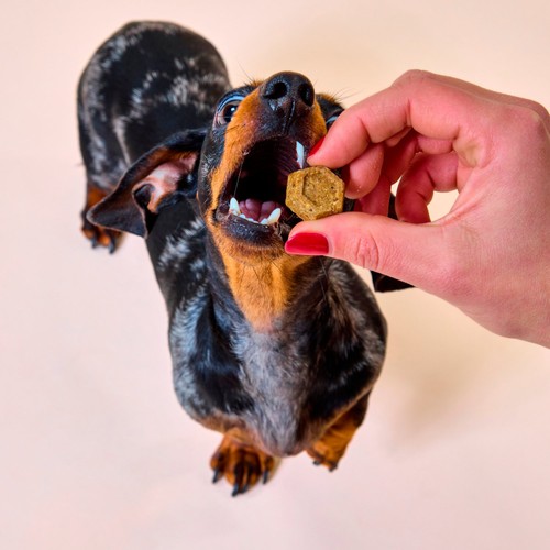 Marleybones Gut Supplement Chew thumbnail 4