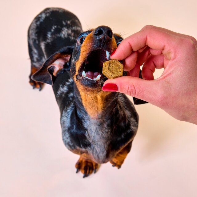 Marleybones Gut Supplement Chew thumbnail 4