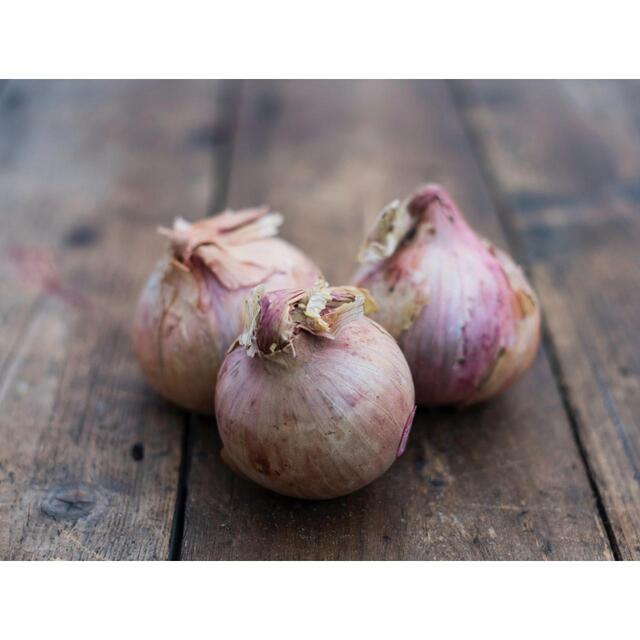 Natoora Pink Onions from Brittany thumbnail 2