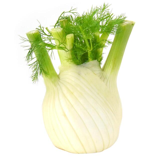 Natoora Italian Large Fennel