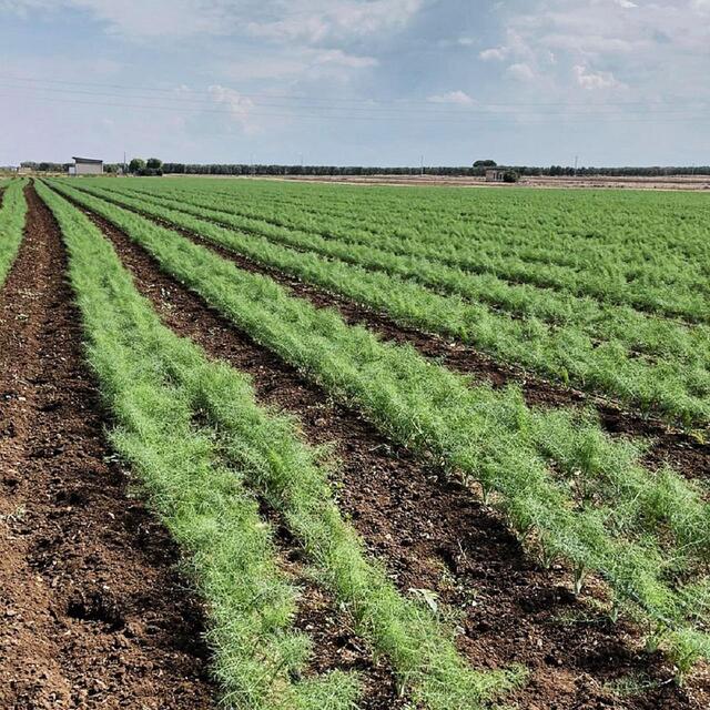 Natoora Italian Large Fennel thumbnail 4