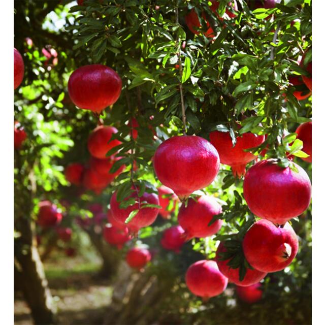 Weleda Pomegranate Inspire Creamy Vegan Body Wash thumbnail 4