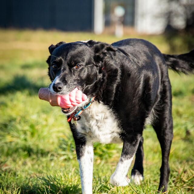 Rosewood Fill 'N' Freeze Icecream thumbnail 10