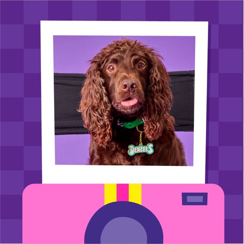 Denzel's Letters Peanut Butter & Banana Dog Treats thumbnail 6