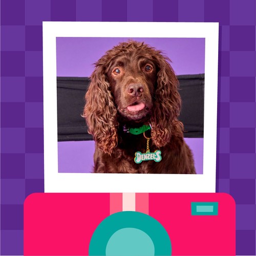 Denzel's Mixtapes Salmon & Berries Dog Treats thumbnail 6