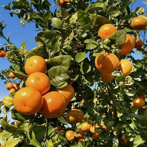Natoora Spanish Golden Nugget Clementines thumbnail 3