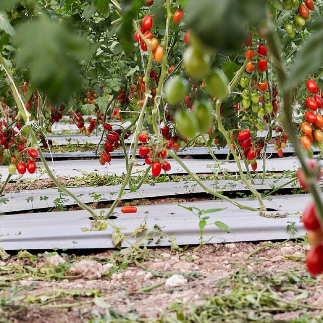 Natoora Sicilian Datterini Tomatoes thumbnail 4