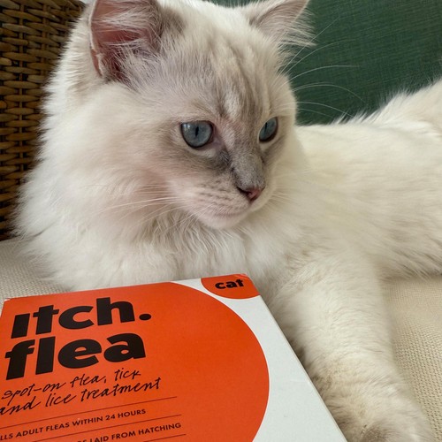 Itch Flea & Tick Spot On Treatment For Cats thumbnail 5
