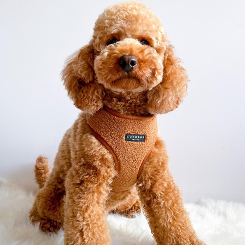Cocopup London Paddington Teddy Dog Harness Medium thumbnail 4