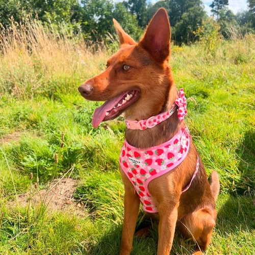Cocopup London Pupberry Fields Dog Harness Small thumbnail 7