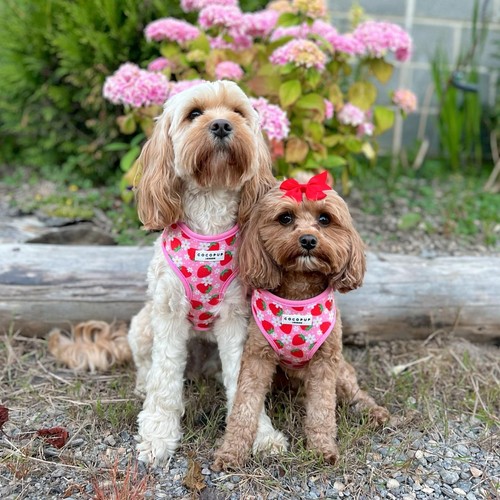 Cocopup London Pupberry Fields Dog Harness Extra Small thumbnail 5