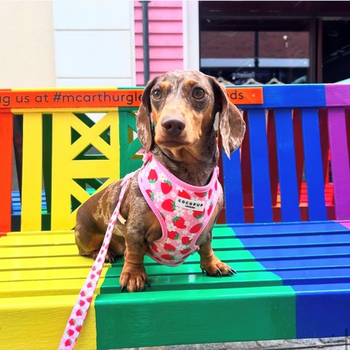 Cocopup London Pupberry Fields Dog Harness Extra Small thumbnail 6