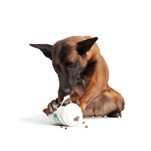 Bark Pupkin Spice Yappucino Dog Toy thumbnail 2
