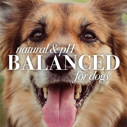 Burt's Bees Oatmeal Dog Conditioner for Dogs thumbnail 7