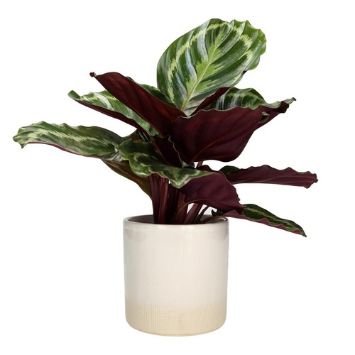 M&S Green Plant