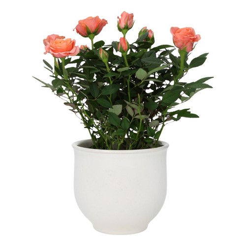 M&S Rose Ceramic