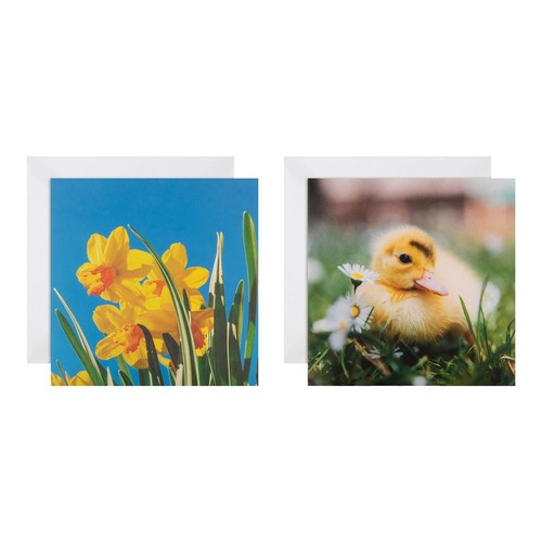 M&S Easter Daffodil & Duckling Card Pack thumbnail 2