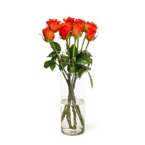 Orange Roses