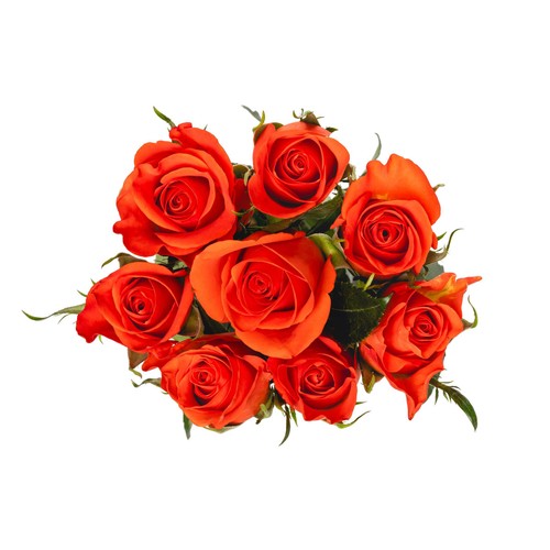 Orange Roses thumbnail 2