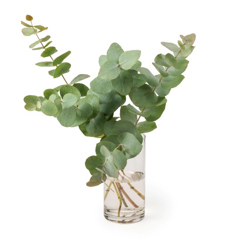 Eucalyptus