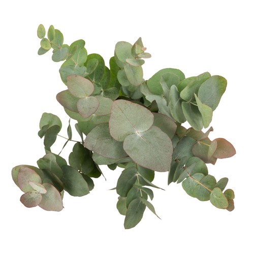 Eucalyptus thumbnail 2