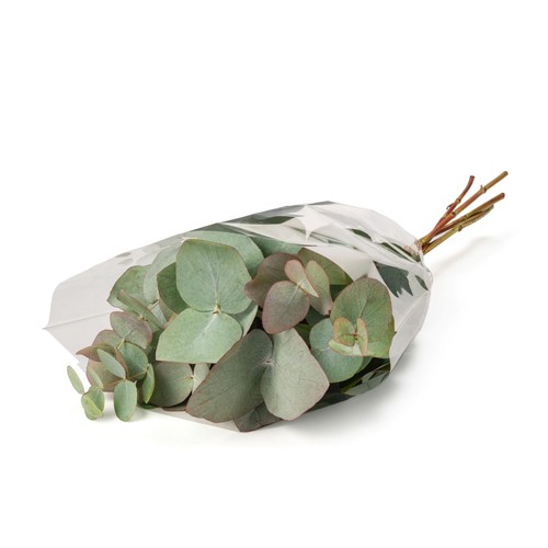 Eucalyptus thumbnail 3