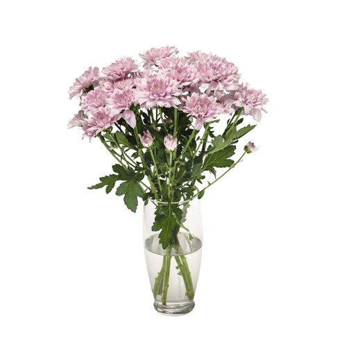 Spray Chrysanthemum