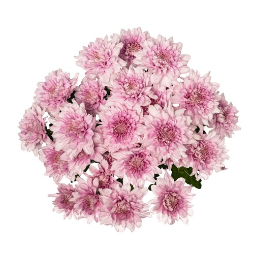 Spray Chrysanthemum thumbnail 2