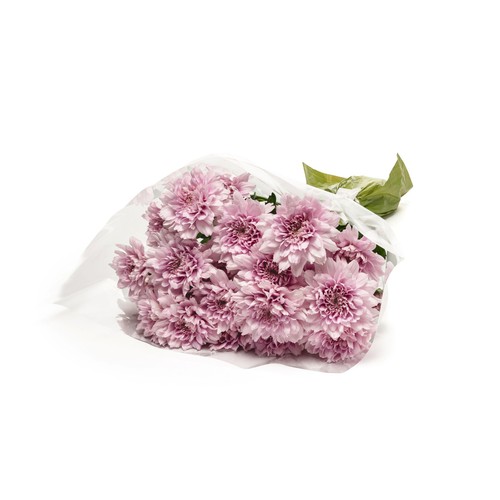 Spray Chrysanthemum thumbnail 3