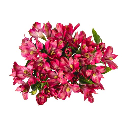 Alstroemeria thumbnail 2