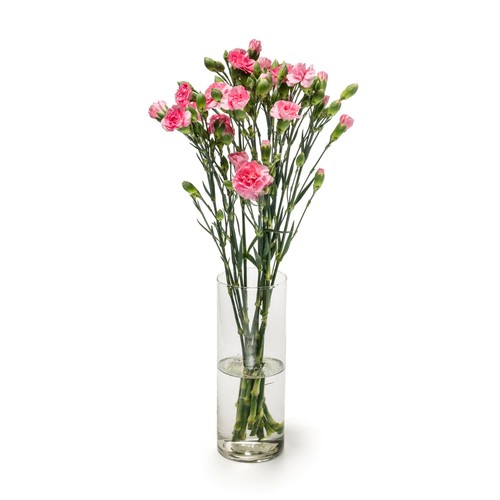 Spray Carnations