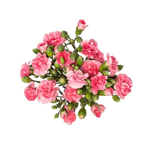 Spray Carnations thumbnail 2
