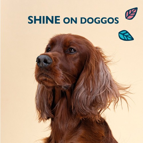 Lily's Kitchen Skin & Coat Supplement for Dogs thumbnail 7
