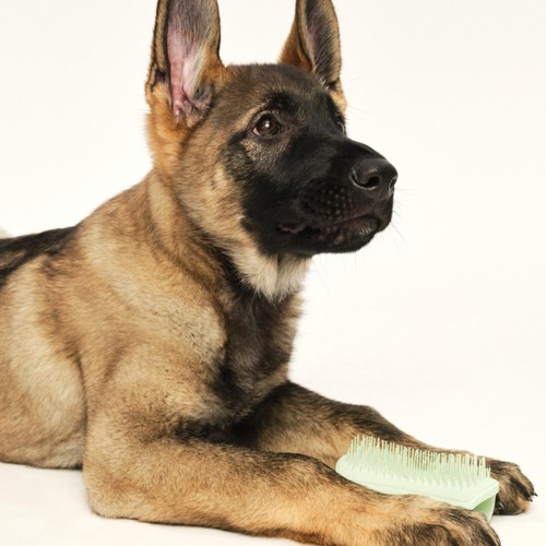 Pet Teezer Puppy Brush Green thumbnail 4