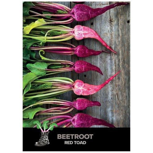 She Grows Veg Beetroot Red Toad Seeds